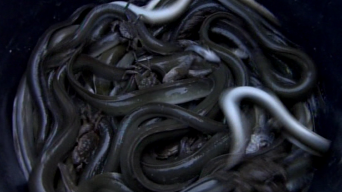 THE DIOXINE EEL